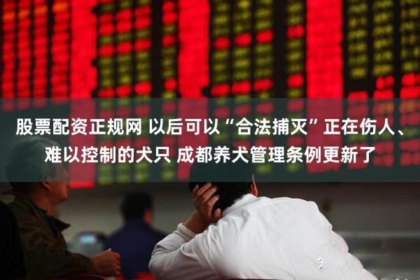股票配资正规网 以后可以“合法捕灭”正在伤人、难以控制的犬只 成都养犬管理条例更新了